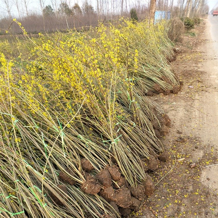 金鐘花毛球 金鐘花毛球