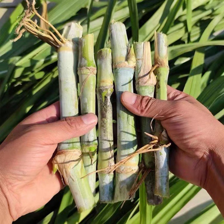 1712105394989244.jpg 1450314O1-1.jpg