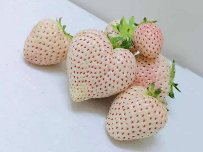 白草莓市場(chǎng)行情怎么樣？白草莓種植前景如何？