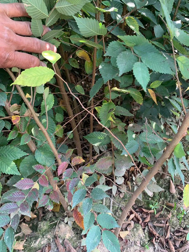 櫸樹是景區(qū)綠化中最常用園林植物，觀賞價(jià)值極高，經(jīng)常作為行道樹或者觀賞樹，也可以群植栽種成風(fēng)景。紅櫸樹抗污染能力十分強(qiáng)悍，不僅樹姿優(yōu)美，高大雄偉，還可以吸收有害氣體，抗風(fēng)能力強(qiáng)，不易伏倒。那么，紅櫸樹未來十年前景如何?紅櫸樹種植多久成才?下面我們一起來看看吧!  一、紅櫸樹未來十年前景如何? 1、觀賞 紅櫸樹生長快，樹干通直，樹姿優(yōu)美，枝葉繁茂，春季開花，秋季葉子會(huì)變成紅色，觀賞性極高。 2、綠化 紅櫸樹環(huán)境適應(yīng)能力強(qiáng)，栽植應(yīng)用廣泛，不僅可以綠化種植，還有不錯(cuò)的抗污染、抗風(fēng)能力，可吸收有害氣體，改善空氣質(zhì)量，植株根深性，可以防風(fēng)固土，經(jīng)常用作護(hù)林帶樹種和水土保持樹種。 3、經(jīng)濟(jì) 紅櫸樹木材堅(jiān)硬、有彈性、并且不會(huì)縮水，木材紋理清晰有光澤，可以用來制作很多家具和其他器具，經(jīng)濟(jì)價(jià)值很高。 4、前景 櫸樹的適應(yīng)能力強(qiáng)，栽植地區(qū)廣泛，發(fā)揮的綠化和生態(tài)價(jià)值比較明顯，經(jīng)常用作生態(tài)綠化樹種栽植在各大場所，產(chǎn)量和需求量都非常大，種植前景不錯(cuò)。 二、紅櫸樹種植多久成才? 紅櫸樹分布地區(qū)廣，目前主要分布在廣東、廣西、貴州、云南、安徽、湖北、湖南等地，南方地區(qū)栽植廣泛。紅櫸樹幼苗生長稍慢，種植6—7年后開始轉(zhuǎn)快，樹體七八十年不衰退，百年大樹仍能正常結(jié)實(shí)。  三、2020紅櫸市場價(jià)格行情 南京市浦口區(qū)來云園藝場米徑15公分紅櫸1600元一棵; 江蘇 鎮(zhèn)江句容地之緣苗木基地米徑7公分紅櫸80元一棵; 宿遷宏洲園林綠化工程有限公司地徑2公分紅櫸10元一棵; 江蘇南京南京寶泉苗木苗圃場米徑4公分紅櫸28元一棵; 江蘇宿遷三葉園林植物有限公司米徑12公分紅櫸600元一棵。 以上就是關(guān)于紅櫸樹未來十年前景如何和紅櫸樹種植多久成才的相關(guān)介紹，不同地區(qū)不同規(guī)格的紅櫸樹價(jià)格不一樣，具體要以當(dāng)?shù)匦星闉闇?zhǔn)。以上是中國花木網(wǎng)提供的紅櫸樹基地最新報(bào)價(jià)信息，關(guān)注花木網(wǎng)可獲得各產(chǎn)地商城實(shí)時(shí)報(bào)價(jià)，及時(shí)掌握苗木行情，做活苗木生意。