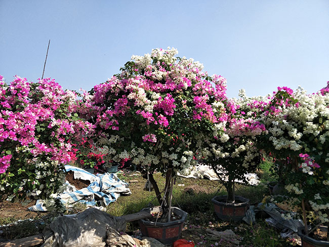 三角梅產(chǎn)地的在哪里?中國最大三角梅的產(chǎn)地