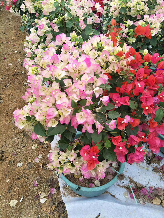 福建三角梅批發(fā)基地哪個好?大型三角梅批發(fā)基地介紹