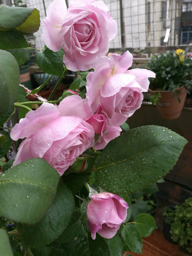 月季盲芽怎么修剪？