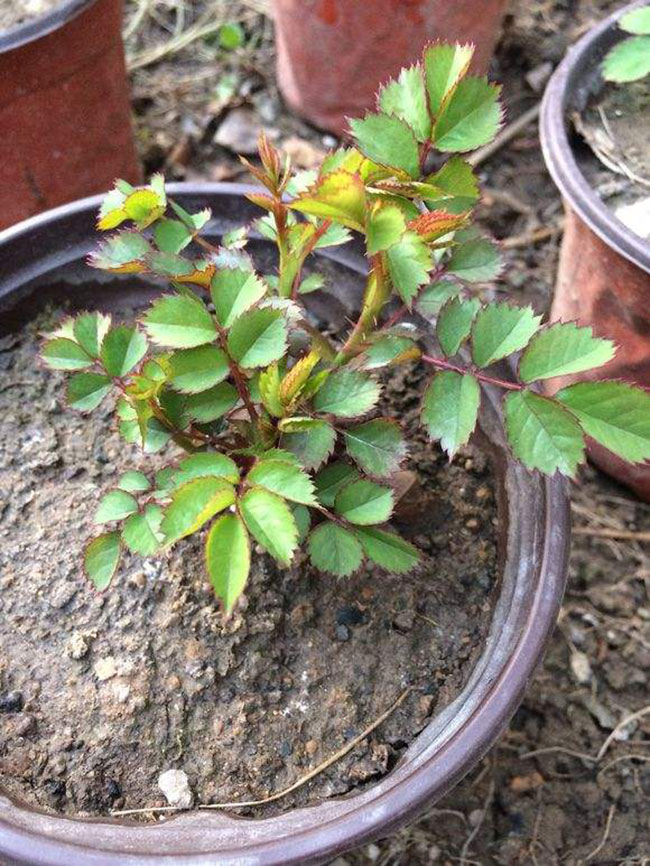 月季盲芽怎么修剪