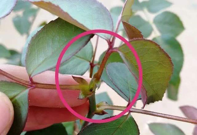 月季盲芽怎么修剪