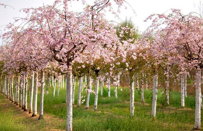 櫻花樹苗幾月份種植?櫻花苗種植方法