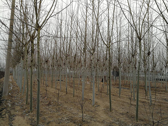 速生法桐多少錢一棵?2020年速生法桐價格最新價格