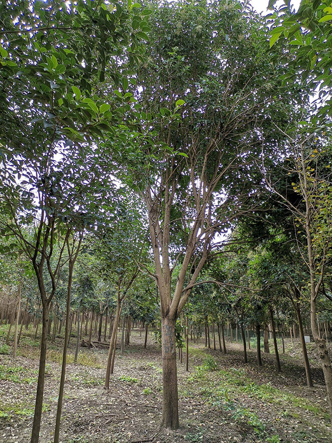 大葉女貞樹(shù)苗