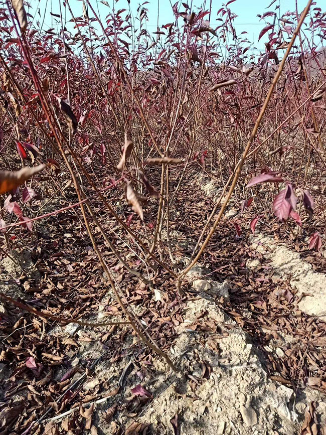 紅葉李怎么育苗?紅葉李的育苗方法