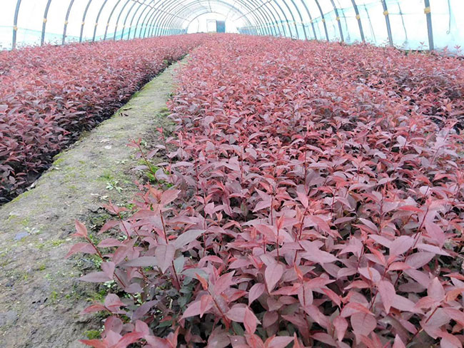 v紅葉李種植應(yīng)注意什么?紅葉李種植時(shí)間及管理