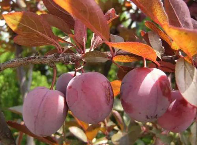 紅葉李種植應注意什么?紅葉李種植時間及管理