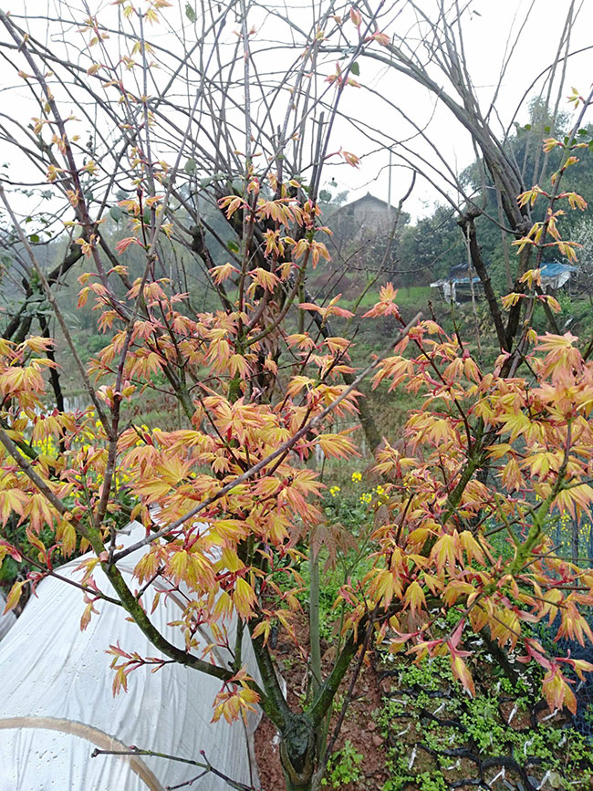 日本紅楓紅舞姬如何種植?日本紅舞姬繁殖方法
