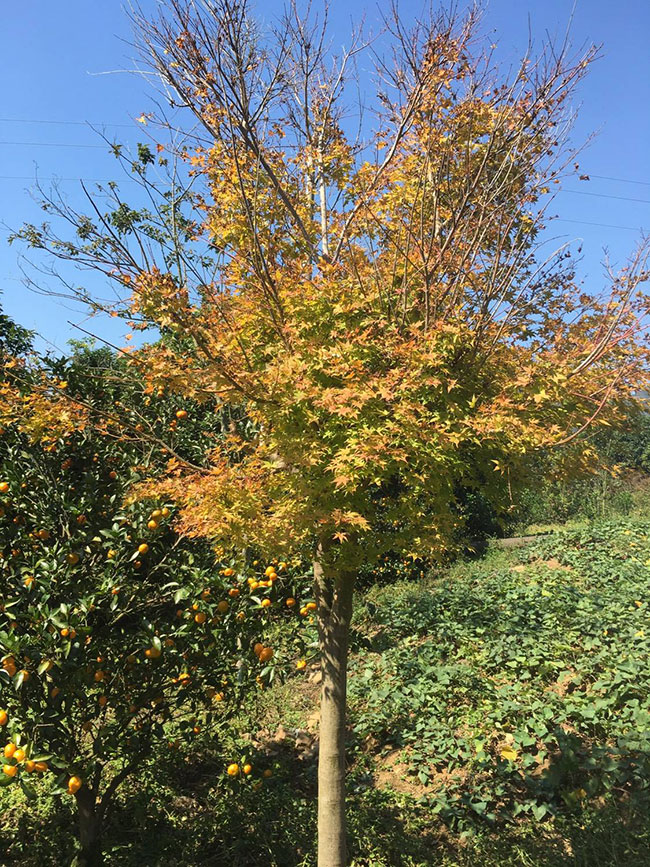 日本紅楓怎么種植?日本紅楓種植技術(shù)
