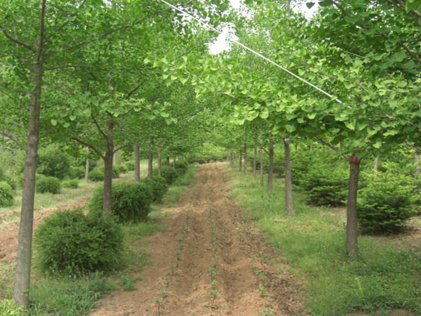 銀杏樹(shù)基地實(shí)拍