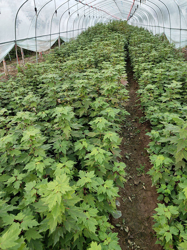 紅楓多少錢一棵?2020年紅楓價格最新行情預測