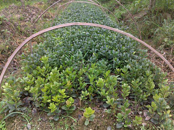 無(wú)刺枸骨扦插苗