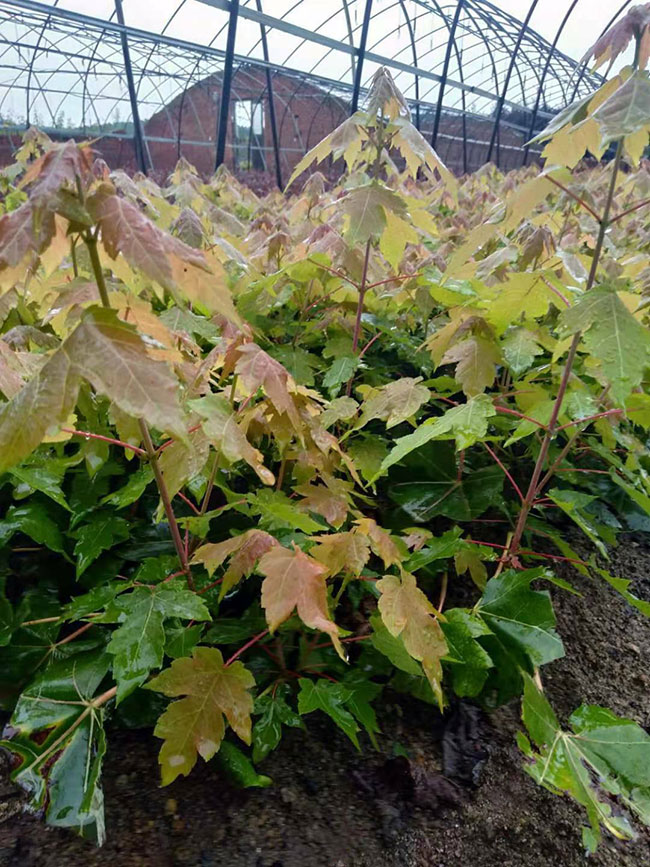 美國(guó)紅楓怎么扦插?美國(guó)紅楓扦插技術(shù)