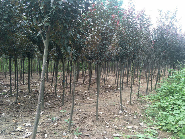 紅葉李什么時(shí)候移植好?紅葉李的移栽方法