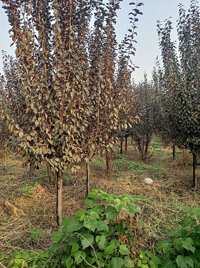 紅葉李什么時(shí)候移植好?紅葉李的移栽方法