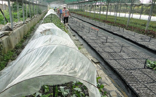 美國紅楓有幾種育苗方法?美國紅楓的育苗方法