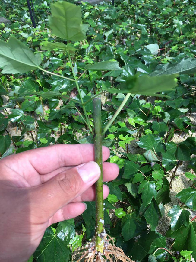 日本紅楓幾月份嫁接?日本紅楓嫁接時(shí)間