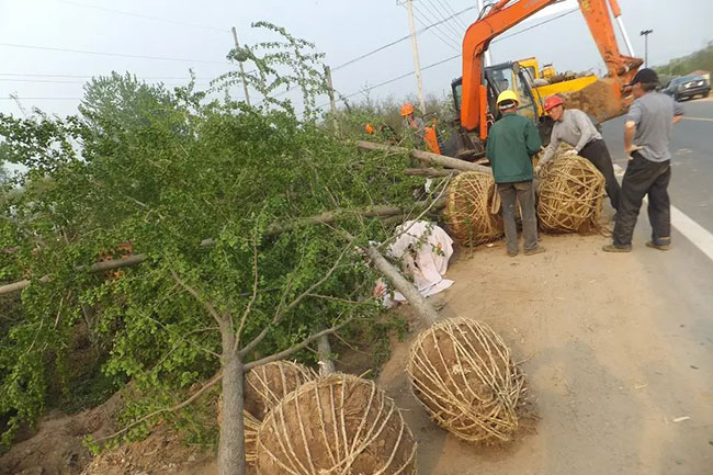 銀杏樹價(jià)格