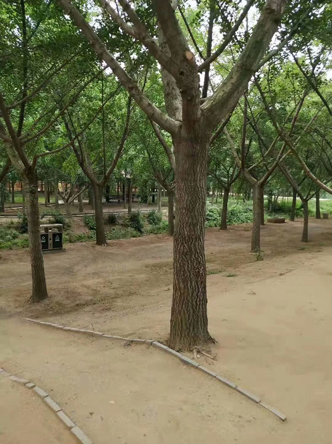 銀杏樹價(jià)格