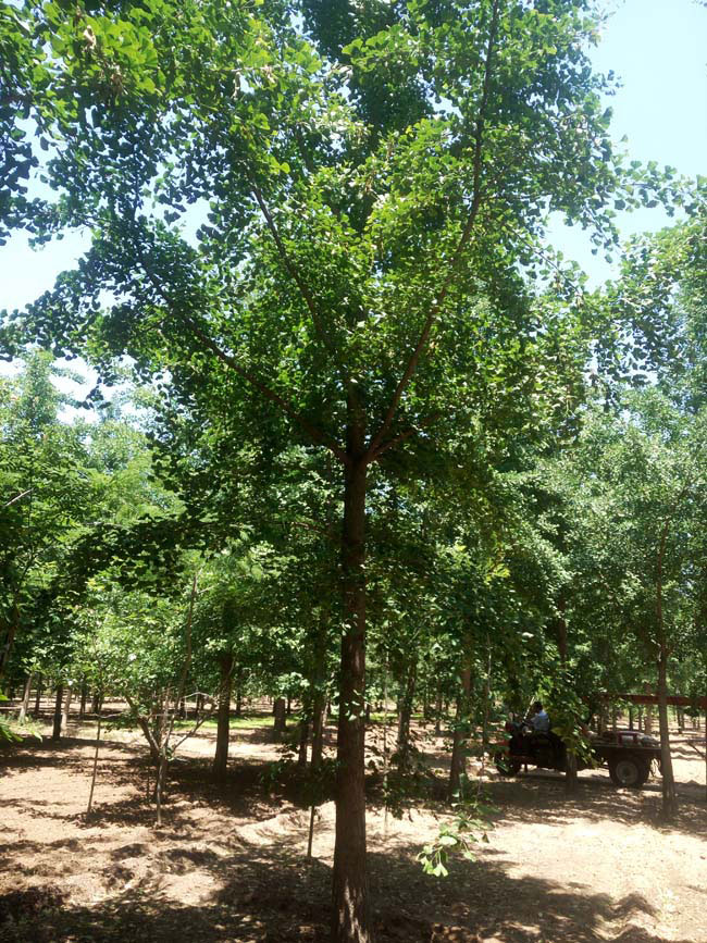 銀杏樹價(jià)格