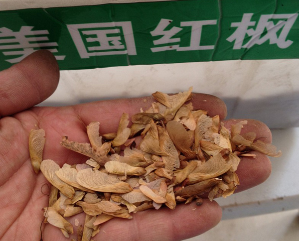 美國(guó)紅楓種子