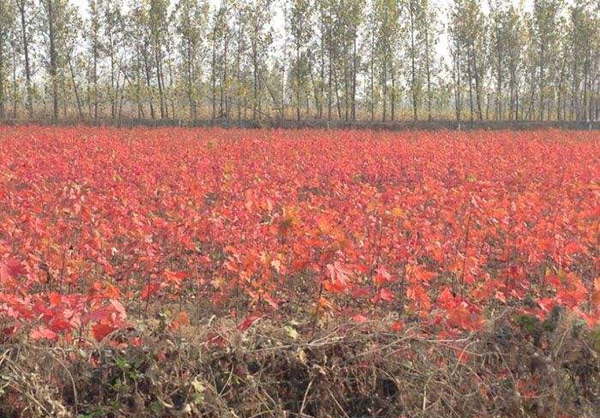 美國(guó)紅楓幼苗