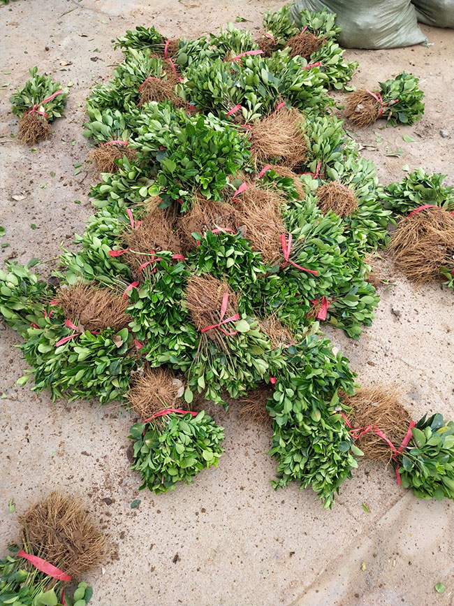 冬青樹價(jià)格多少錢一棵?冬青樹的種植方法