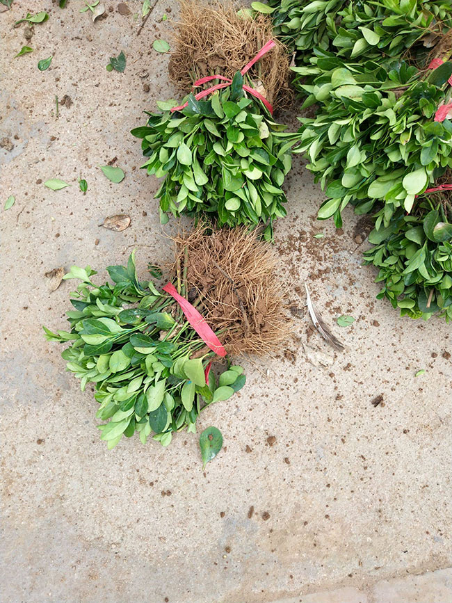 冬青樹價(jià)格多少錢一棵?冬青樹的種植方法