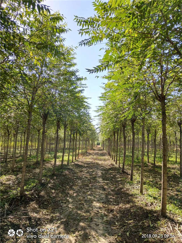 臭椿種植基地實(shí)拍