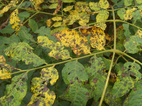 欒樹(shù)病蟲害