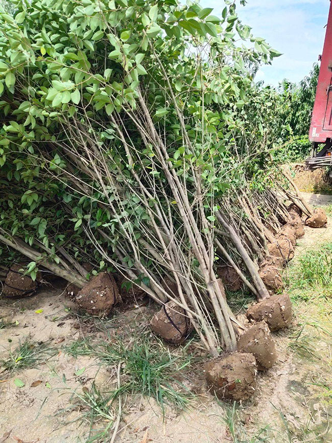 15公分大葉女貞價(jià)格多少錢？2020年最新大葉女貞價(jià)格