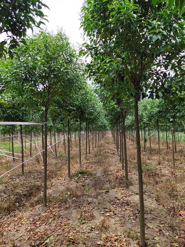 15公分大葉女貞價(jià)格多少錢？2020年最新大葉女貞價(jià)格