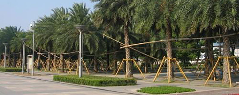 9米中東海棗價格多少錢一棵