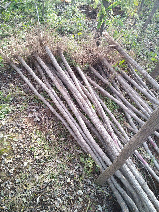 國槐一畝地種植多少棵