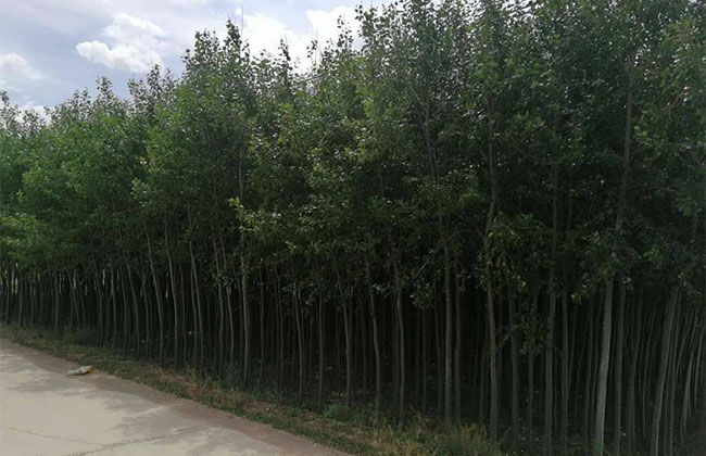 楊樹苗多少錢一棵?2020年楊樹苗價格最新行情預測