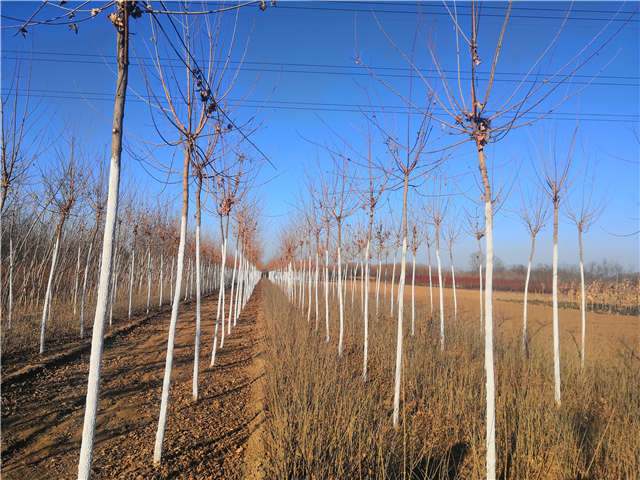 五角楓種植基地實拍