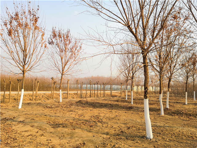 五角楓種植基地實拍