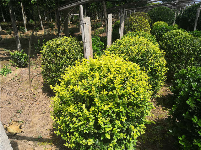 沭陽長景園林金葉女貞球種植基地實(shí)拍圖片