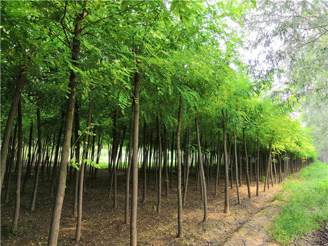 沭陽長景園林刺槐種植基地實(shí)拍圖片