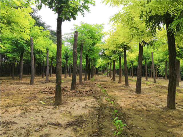 沭陽長景園林刺槐種植基地實拍圖片