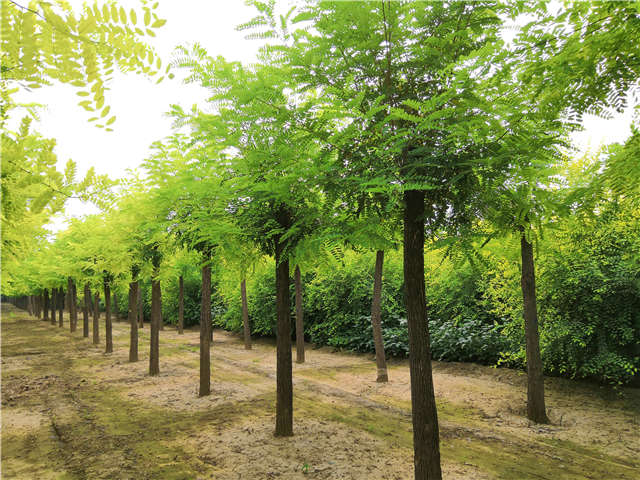 沭陽長景園林刺槐種植基地實(shí)拍圖片