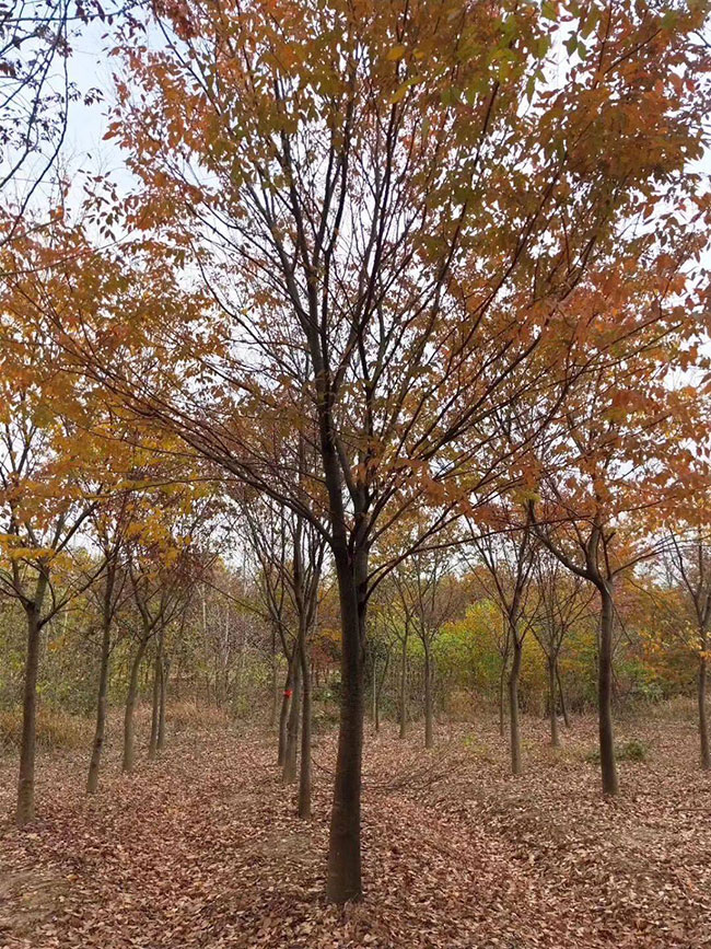 櫸樹產(chǎn)地在什么地方?櫸樹適合什么地方種植?