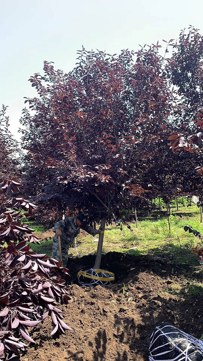 紫葉稠李種子幾月播種最好?紫葉稠李播種技術(shù)