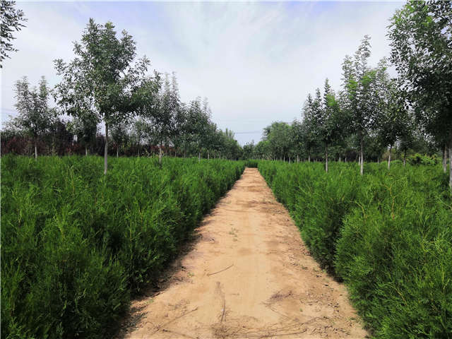 沭陽長景園林側(cè)柏種植基地實拍圖片