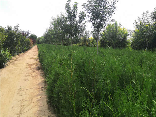 沭陽長景園林側(cè)柏種植基地實拍圖片