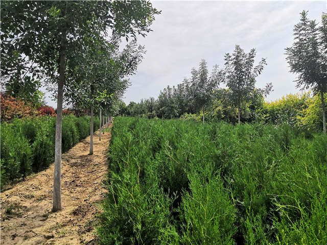 沭陽(yáng)長(zhǎng)景園林側(cè)柏種植基地實(shí)拍圖片